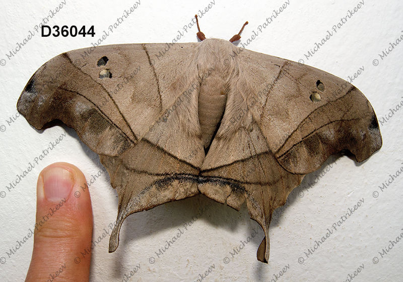 Dysdaemonia brasiliensis (Arsenurinae, Saturniidae, Lepidoptera)